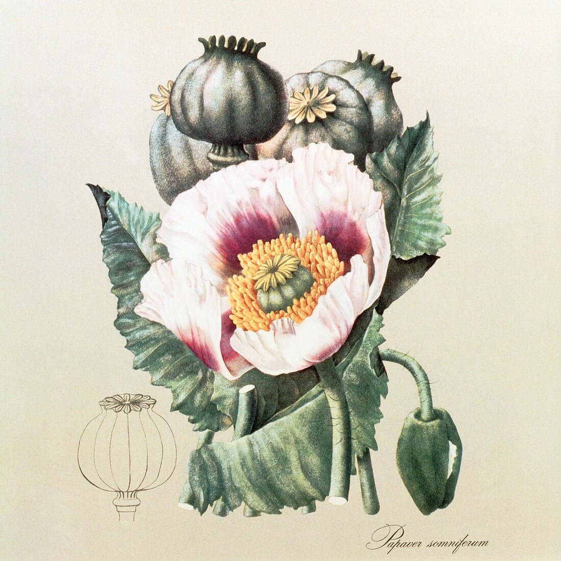 Lithograph of the opium poppy