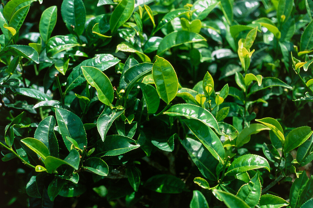 Tea plant,Camellia sinensis