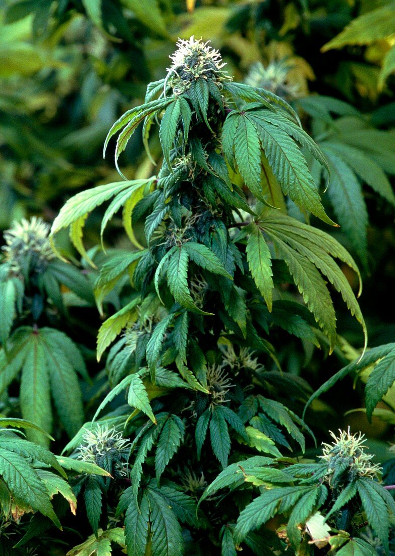 Marijuana plant,Cannabis sativa