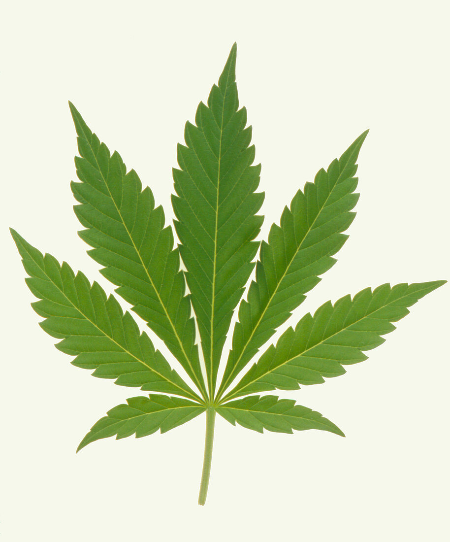 Leaf of marijuana plant,Cannabis sativa