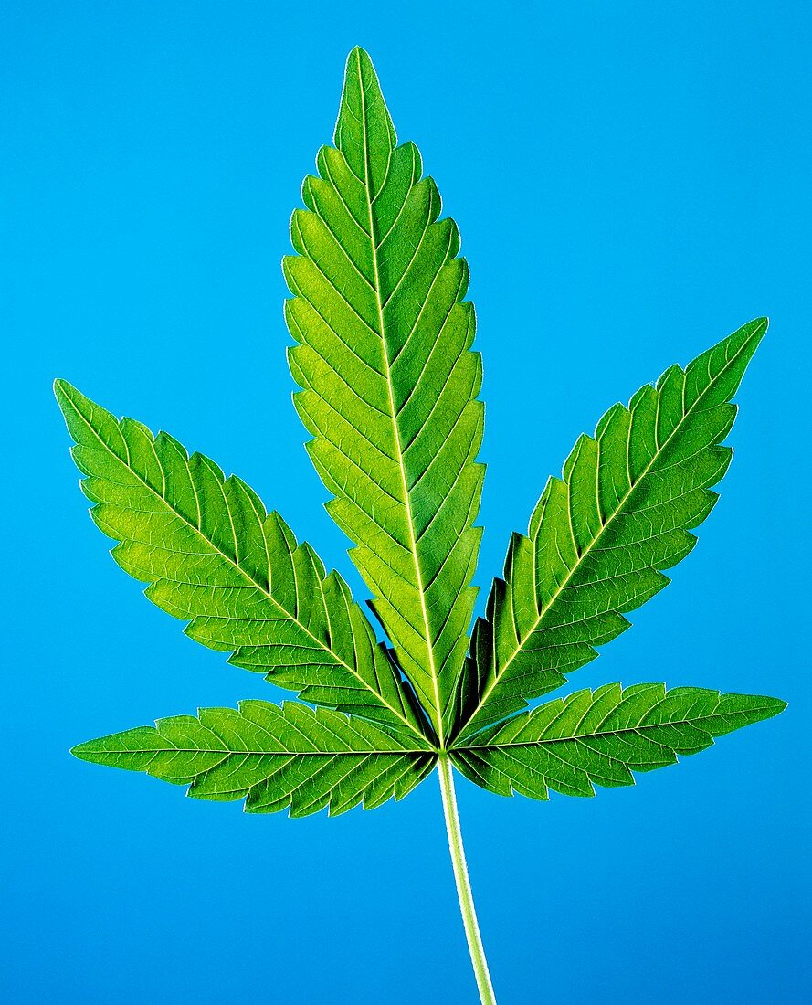 Leaf of marijuana plant,Cannabis