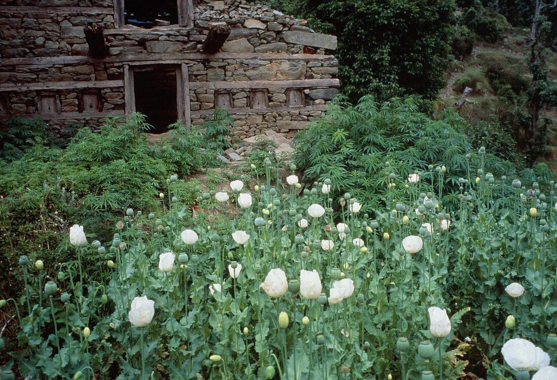 Opium poppies and marijuana plants