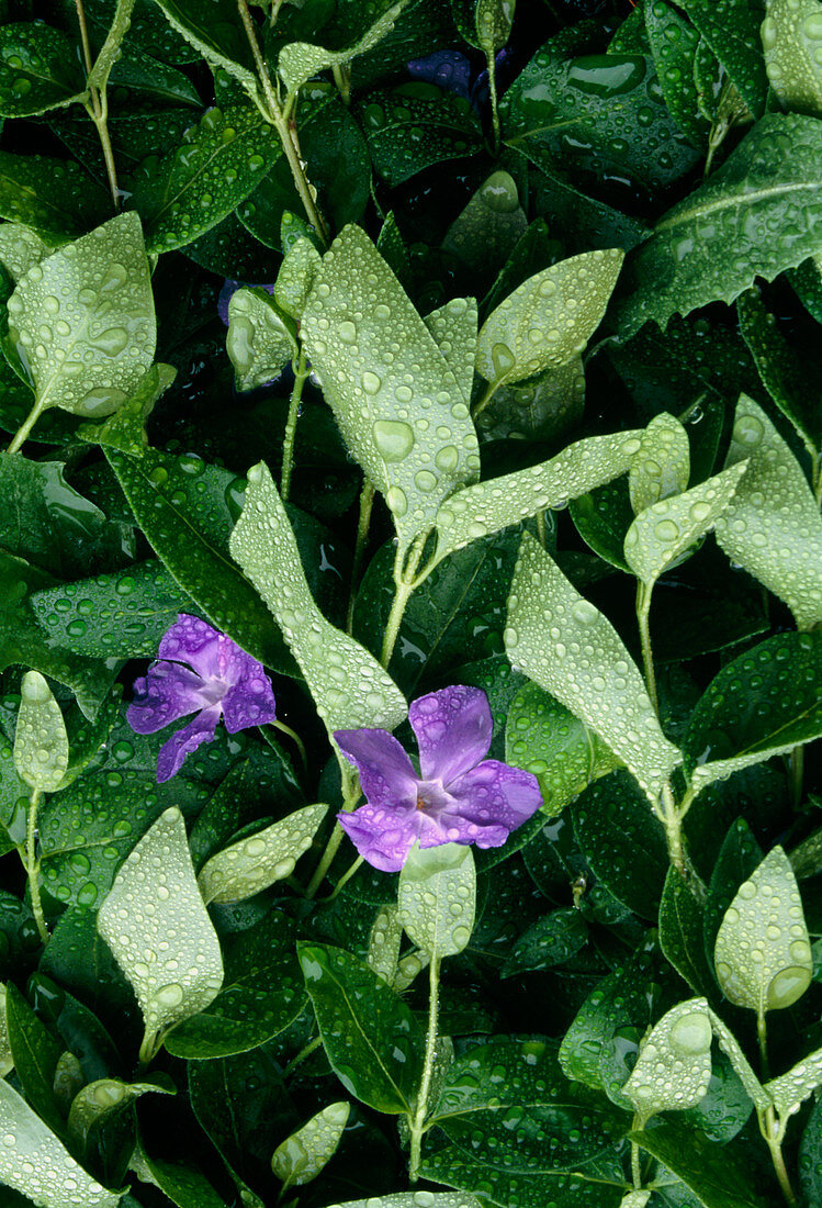 Periwinkle plant in flower