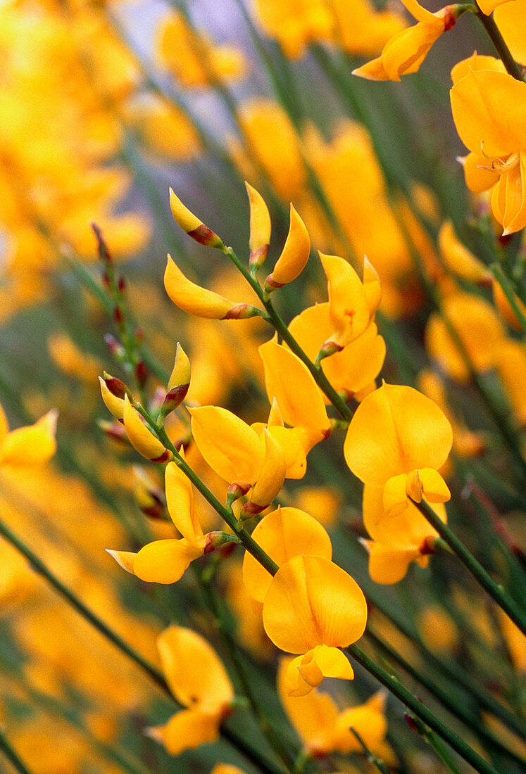 Flowers of Spanish broom plant,Spartium