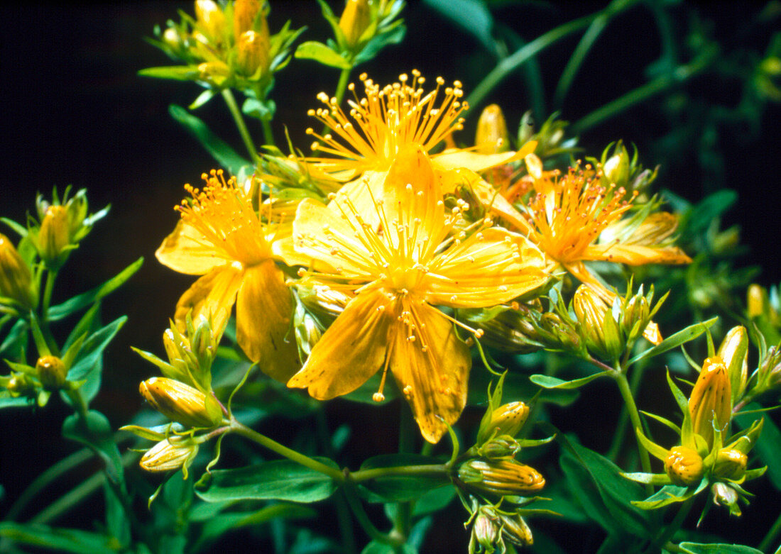 Flowers of St John's Wort,Hypericum