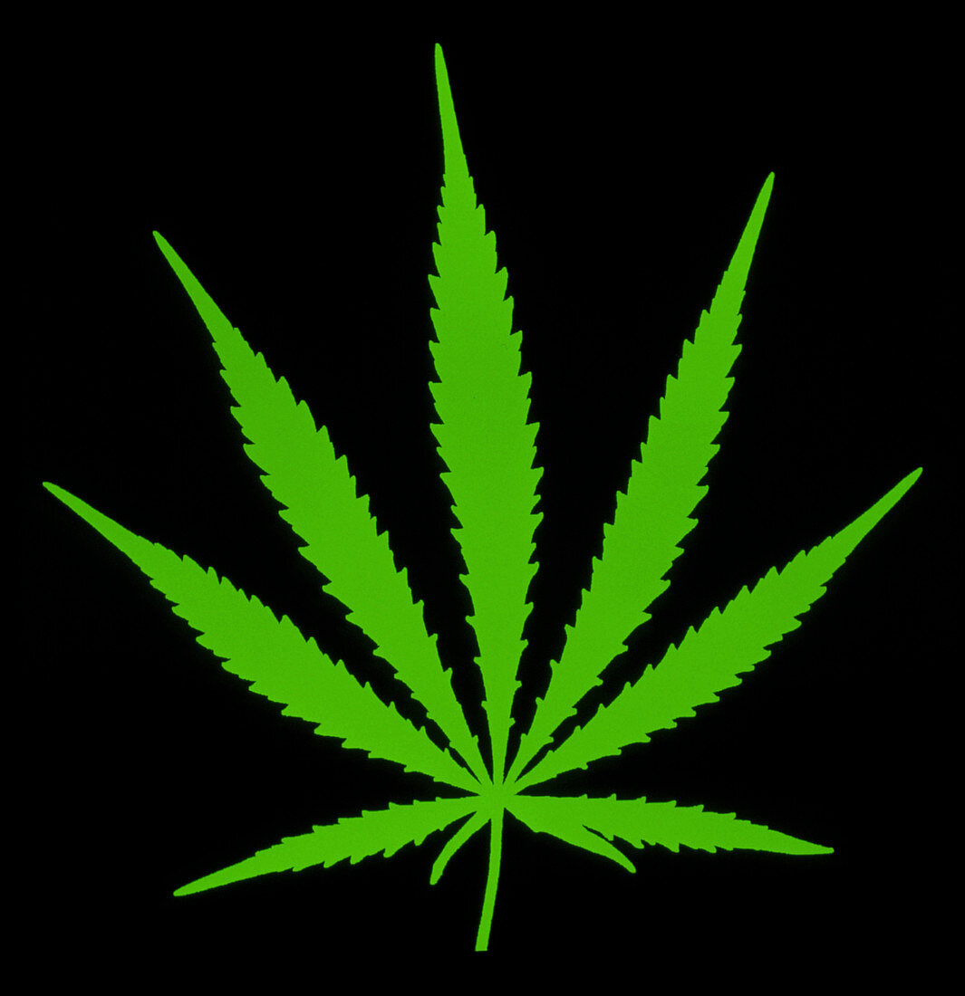 Artwork of hemp plant leaf,Cannabis