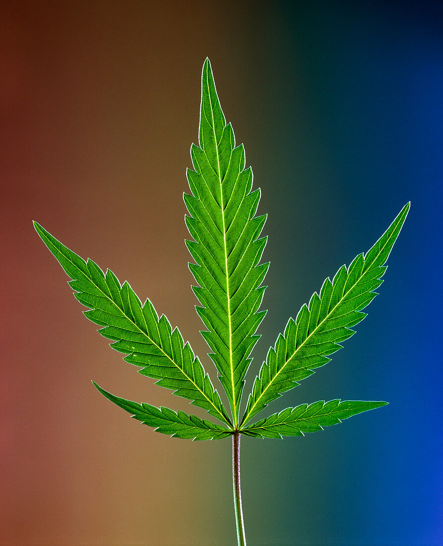 Marijuana leaf,Cannabis sativa