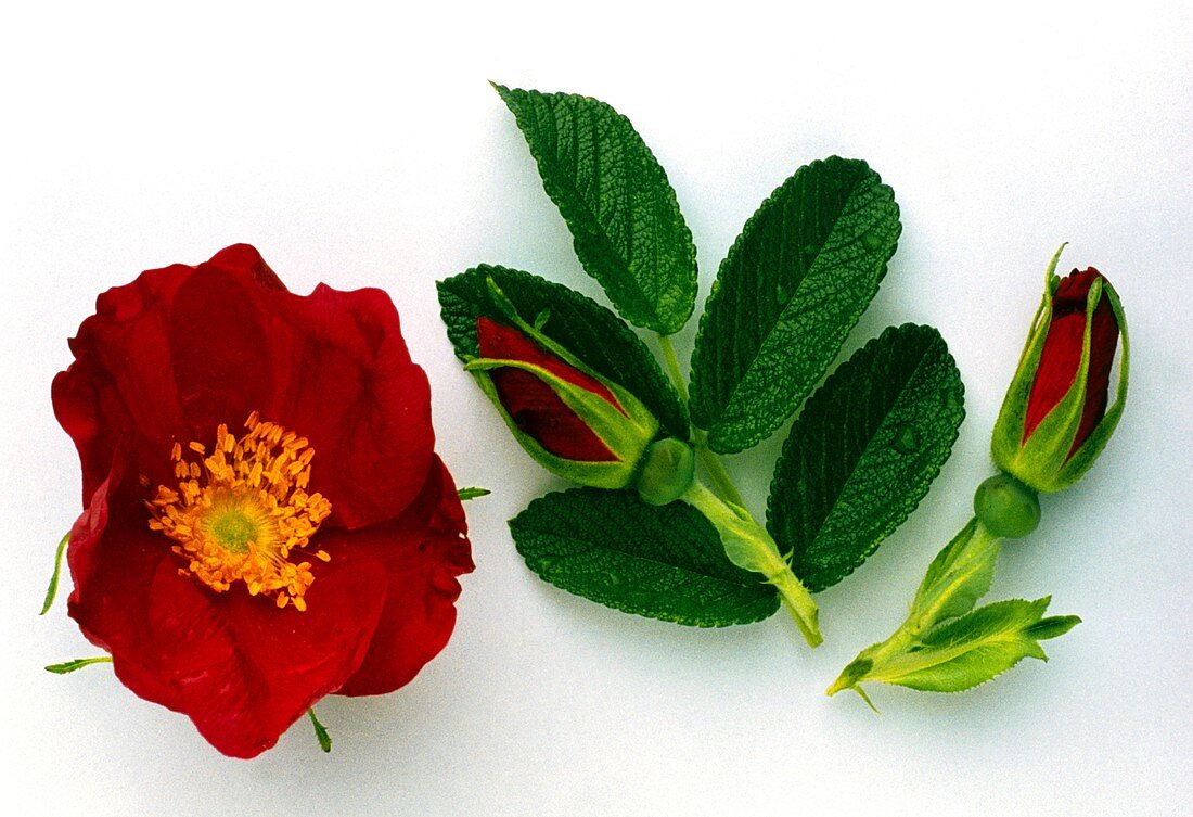 Dog rose flower,buds and leaves