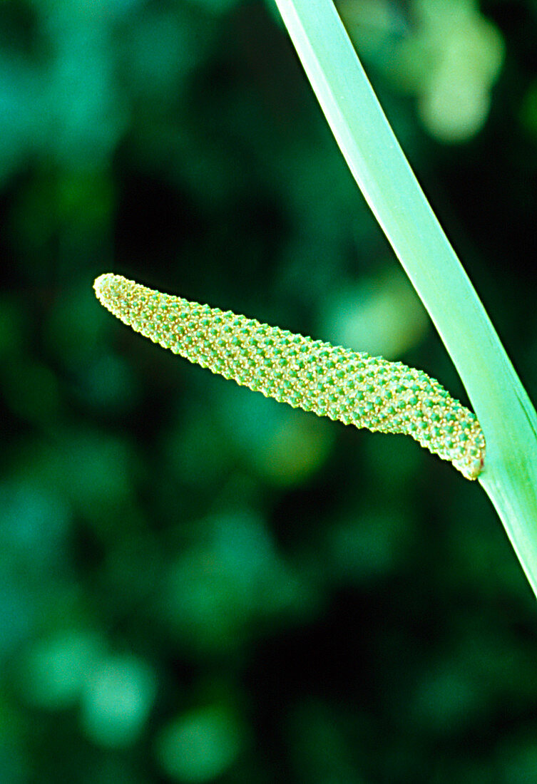 Sweet sedge plant