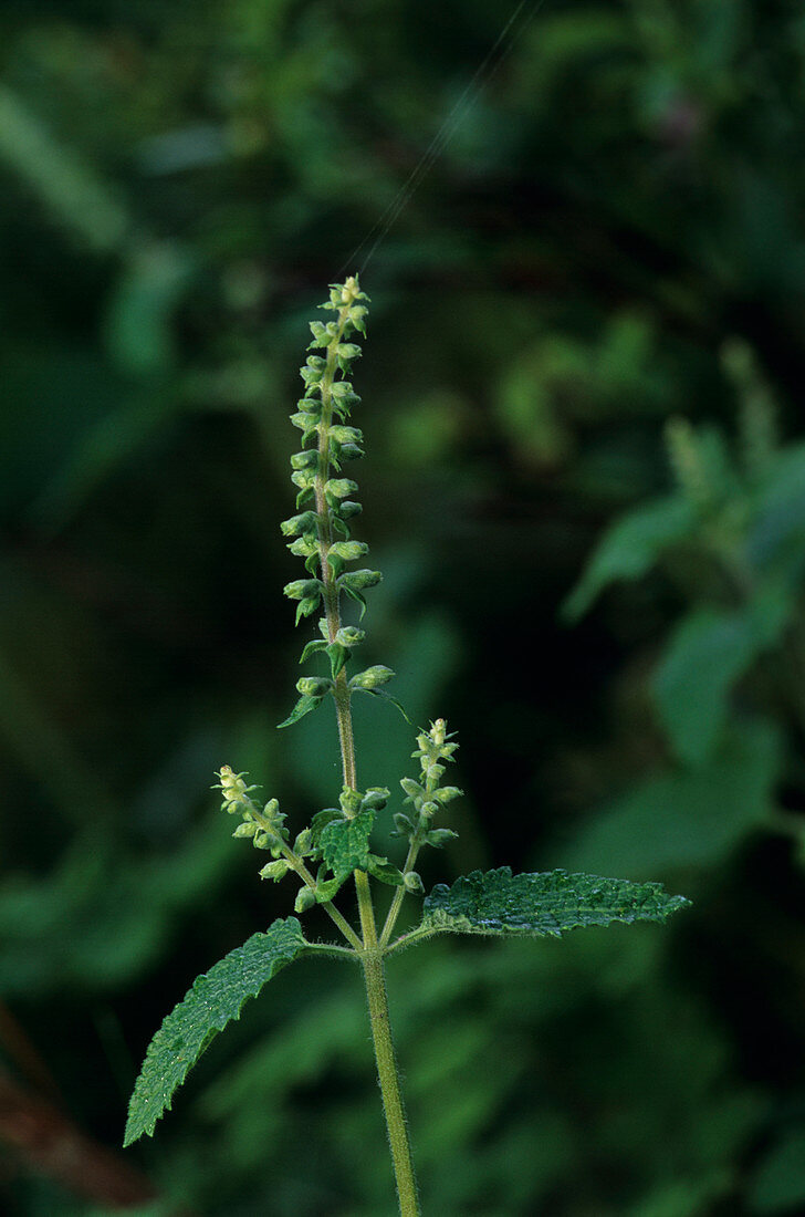 Wood sage