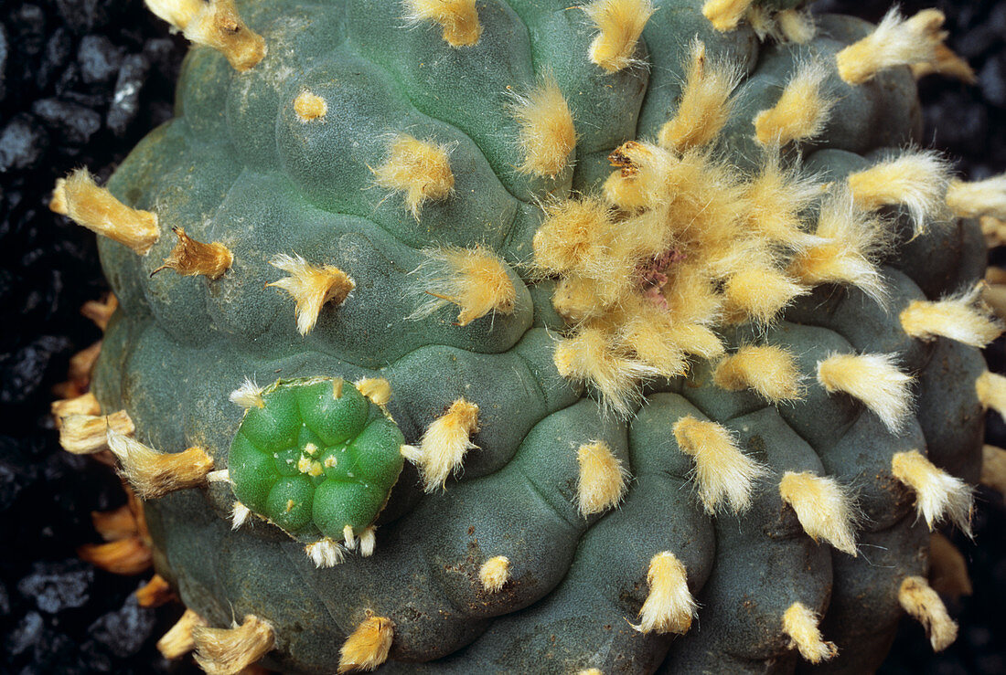 Peyote cactus (Lophophora williamsii)