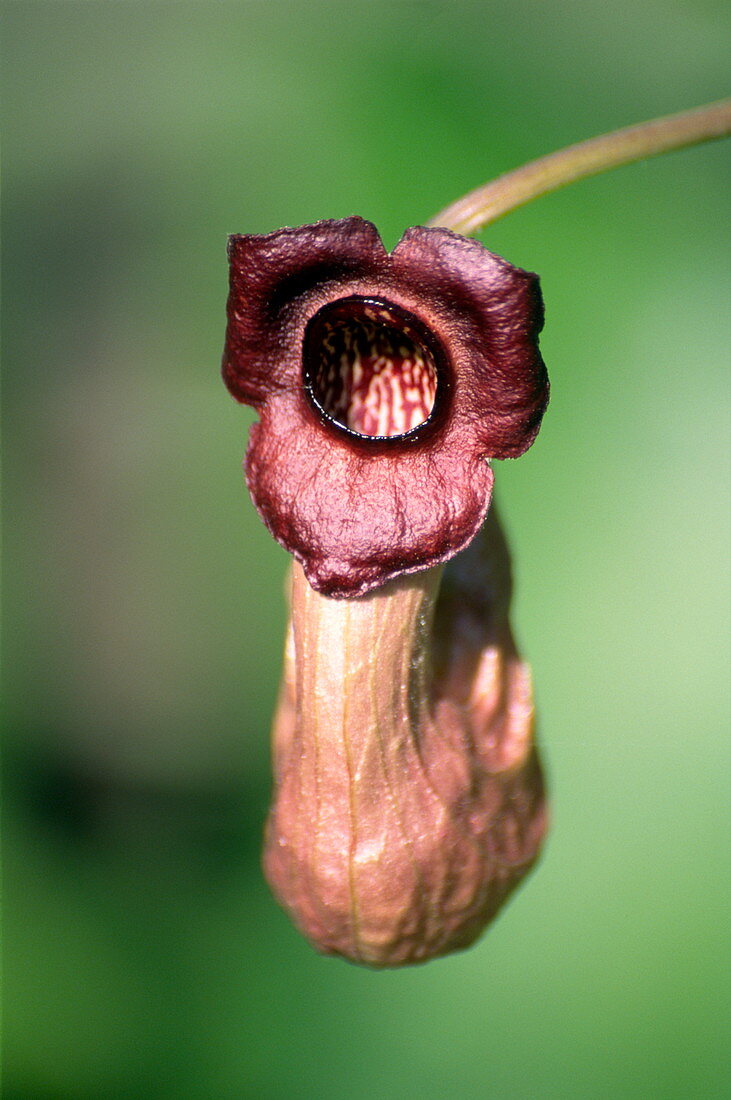 Chinese aristolochia (Aristolochia sp.)