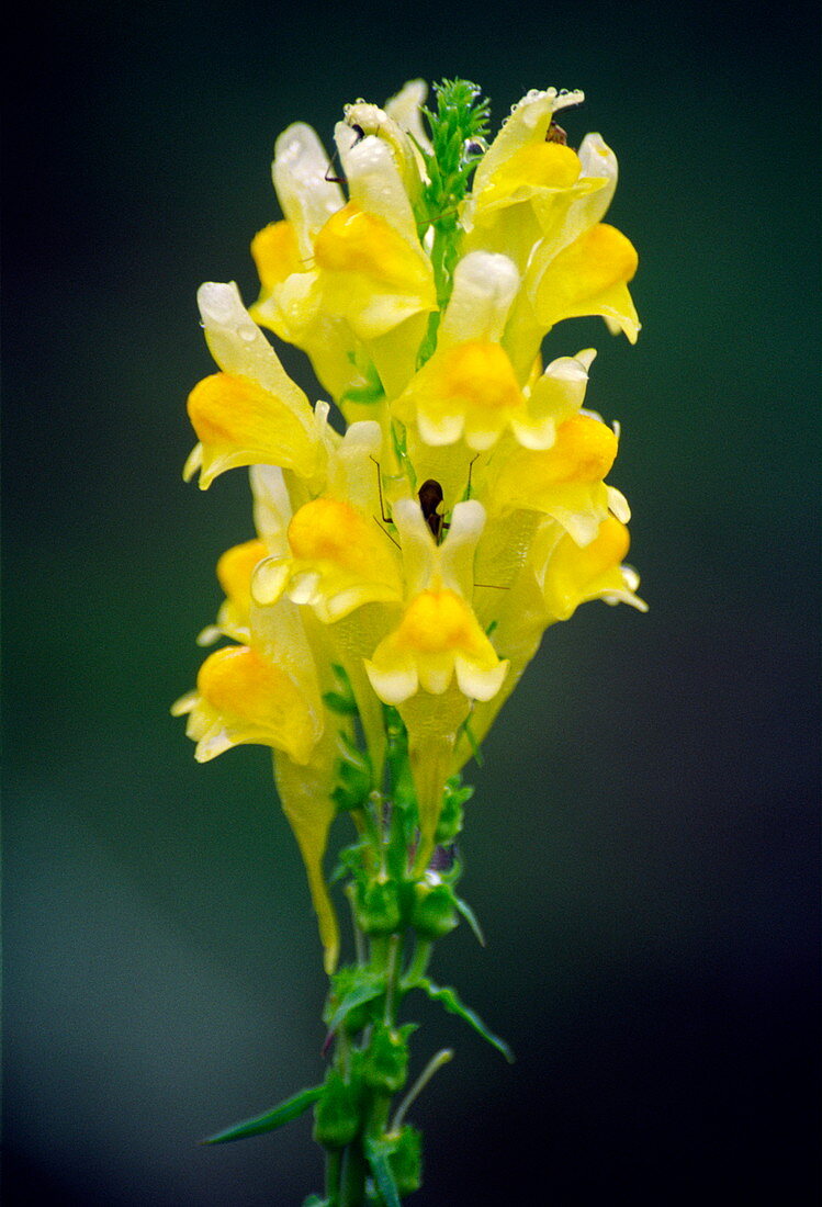 Common toadflax flowers (Linaria sp.)