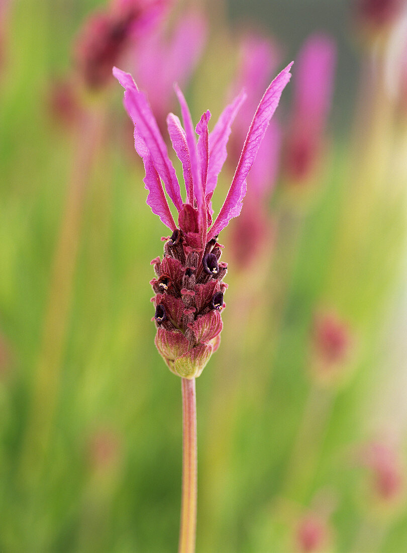 Lavandula stoechas pedunculata flower