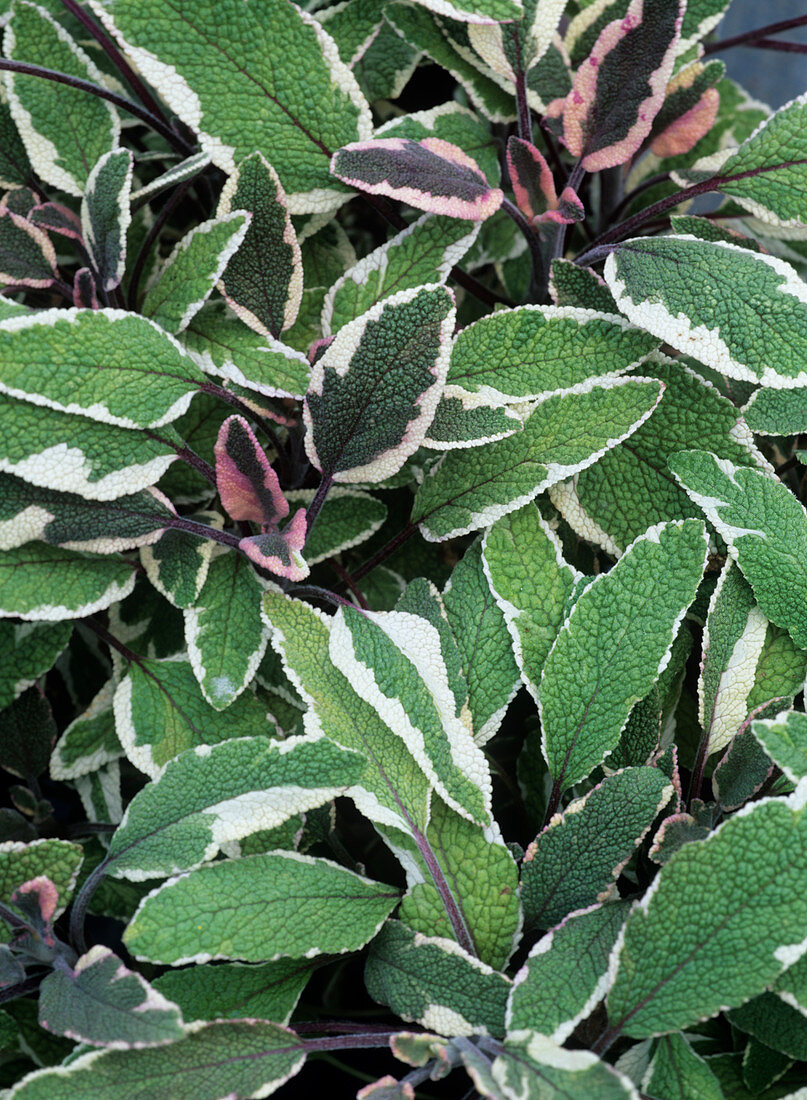 Sage (Salvia officinalis 'Tricolor')