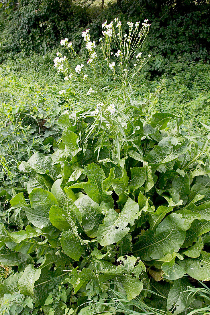 Horseradish (Amoracia rusticana)