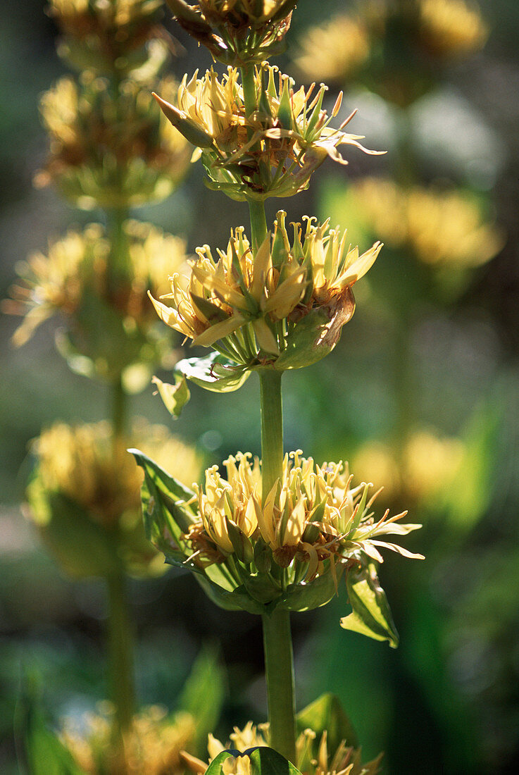 Yellow gentian flowers