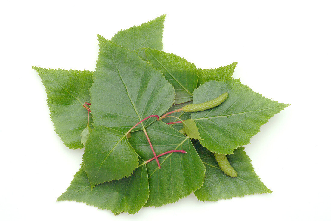 Silver birch (Betula pendula) leaves