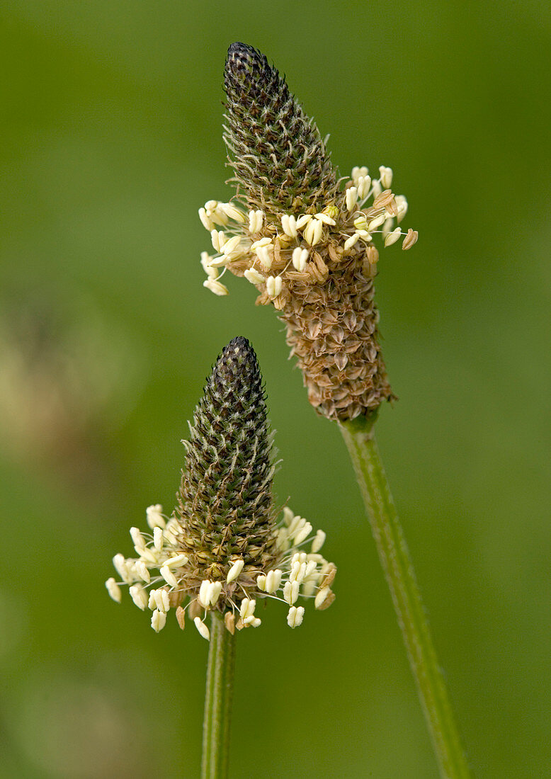 Ribwort plantain (Plantago lanceolata)