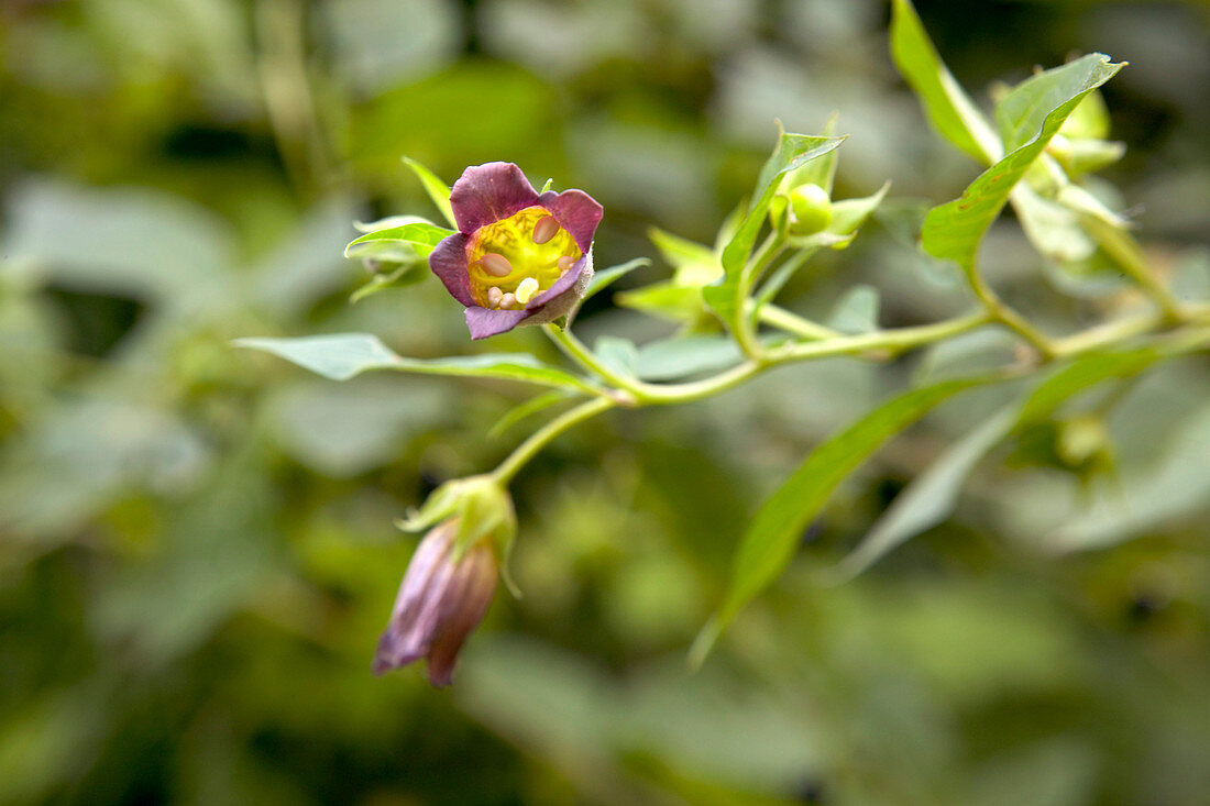 Deadly nightshade (Atropa belladonna)
