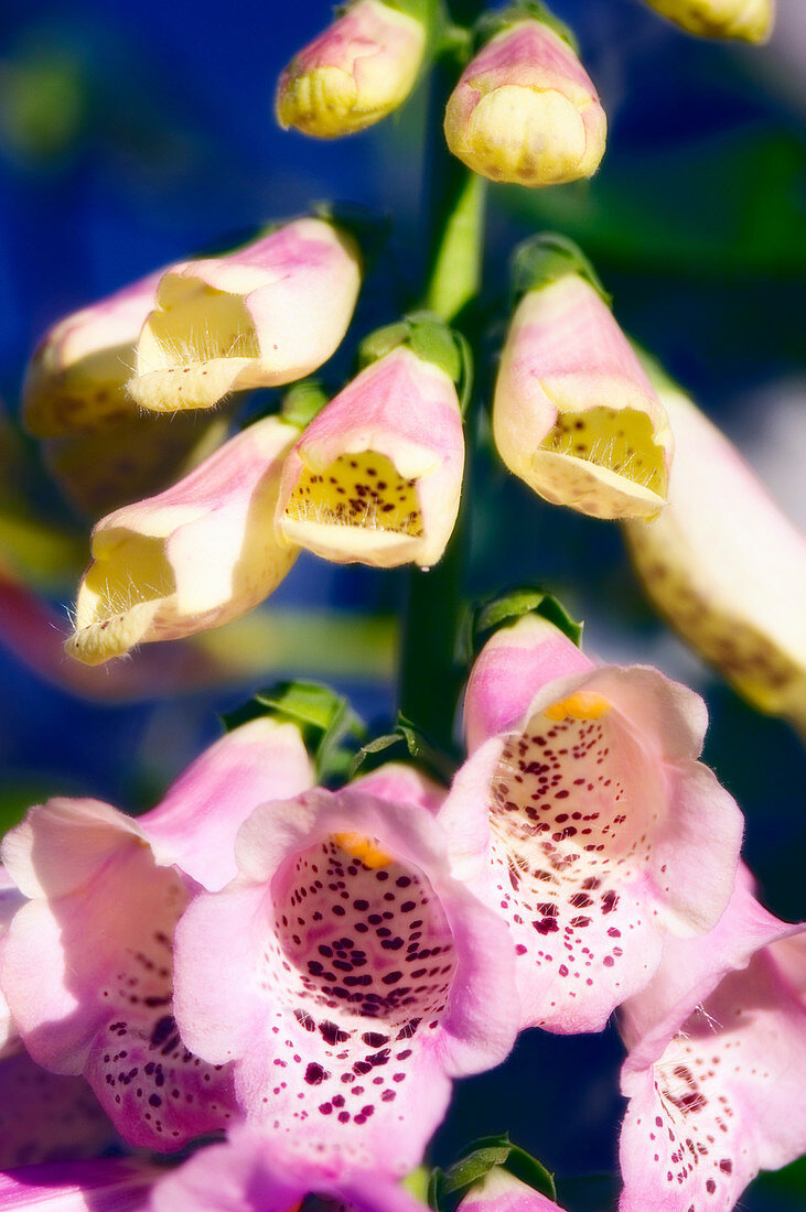 Foxglove 'Giant Shirley' flowers