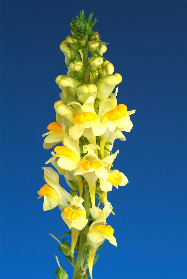 Common toadflax (Linaria vulgaris)