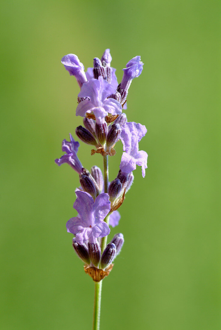 Lavender flowers (Lavandula officinalis)