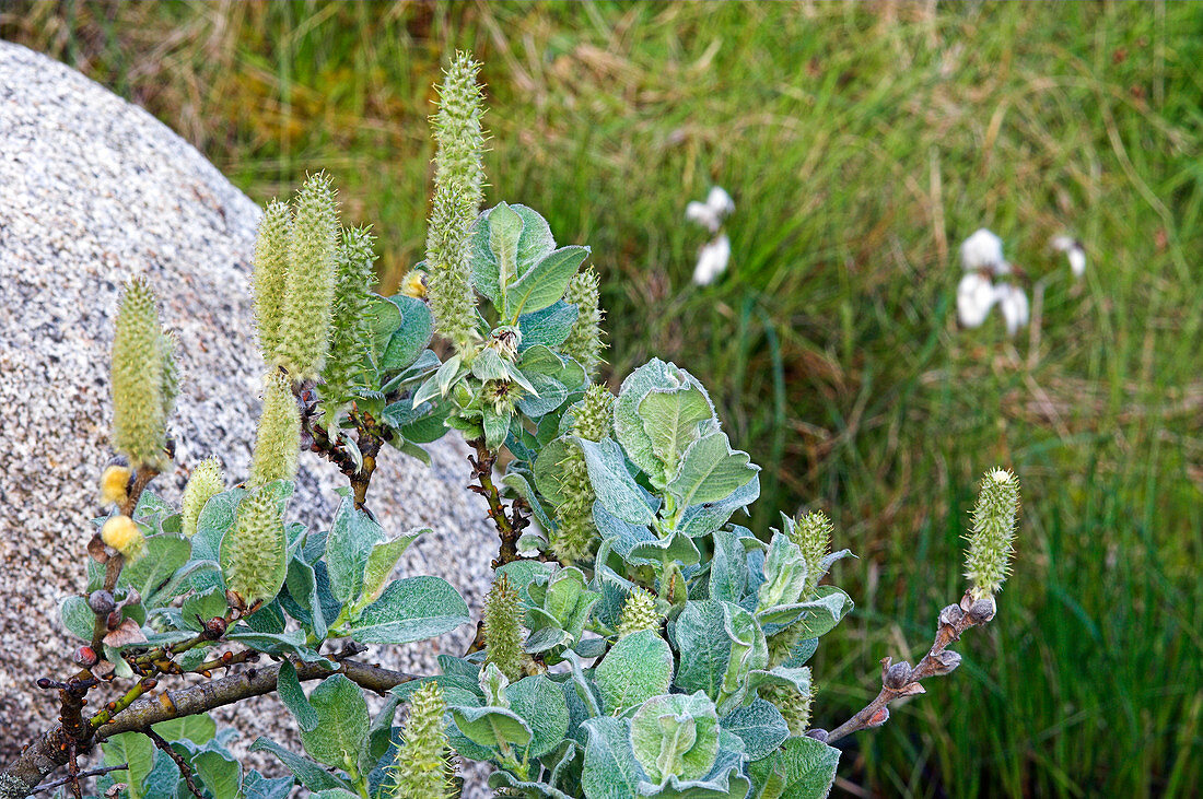 Woolly willow (Salix lanata)