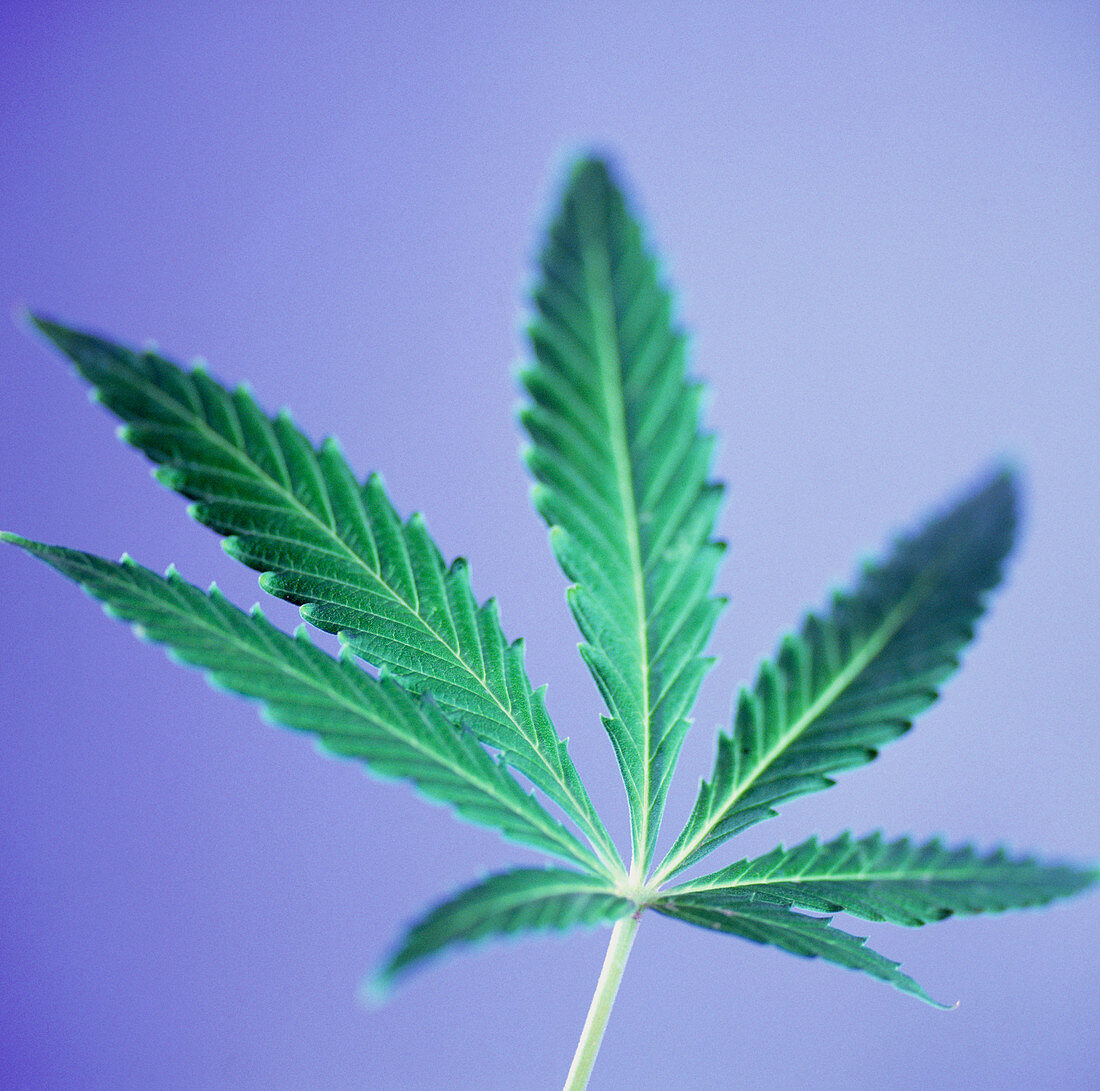 Cannabis leaf