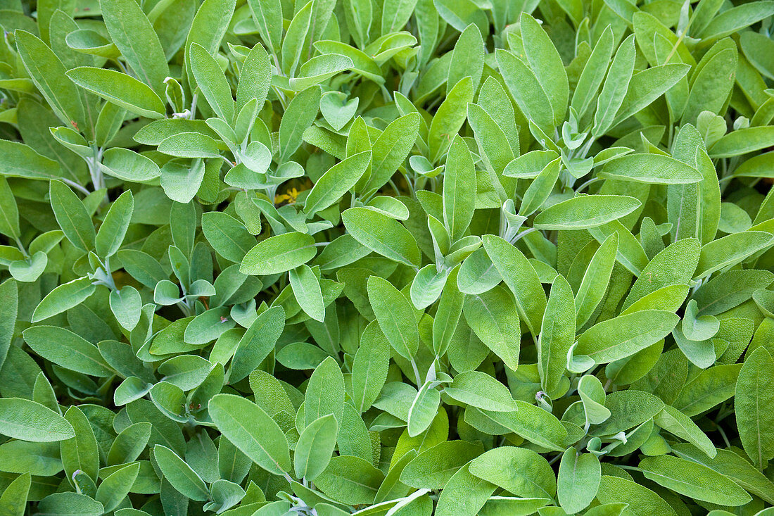 Sage (Salvia sp.)