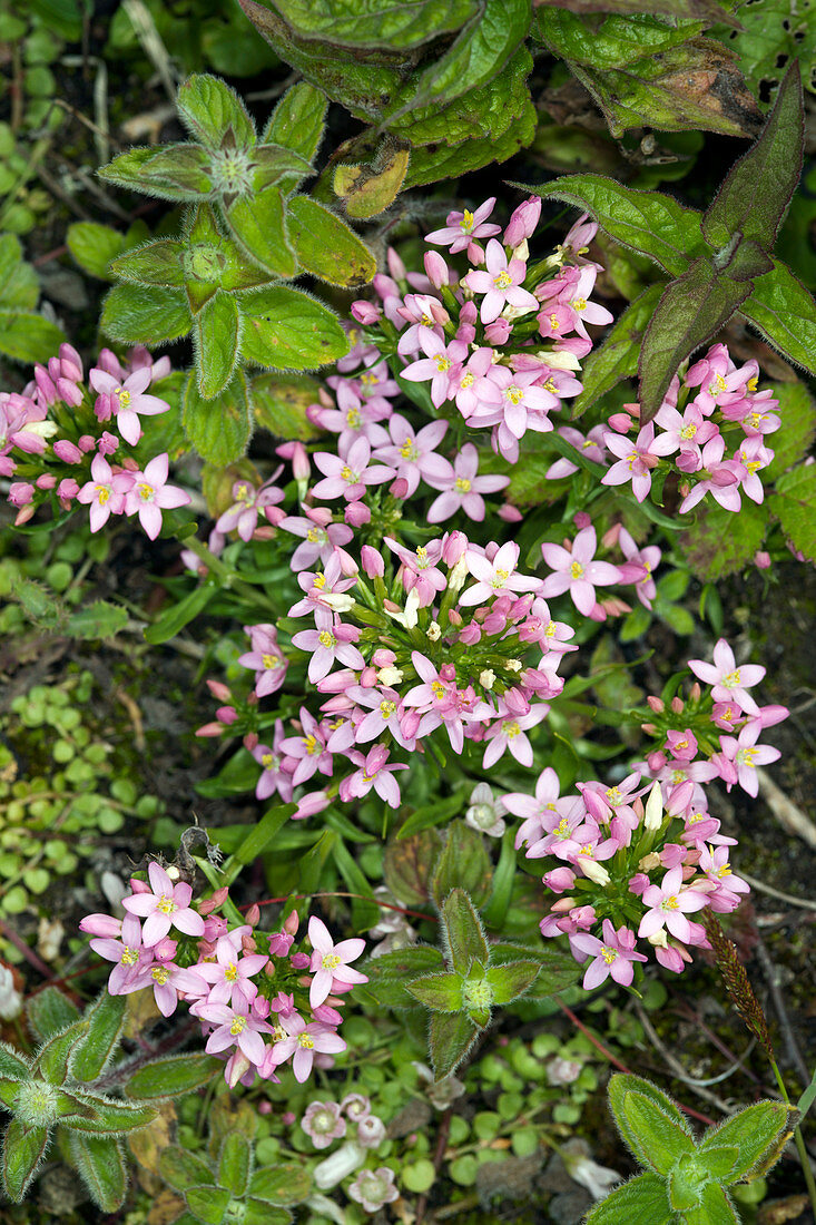 Common centaury (Centaurium erythraea)