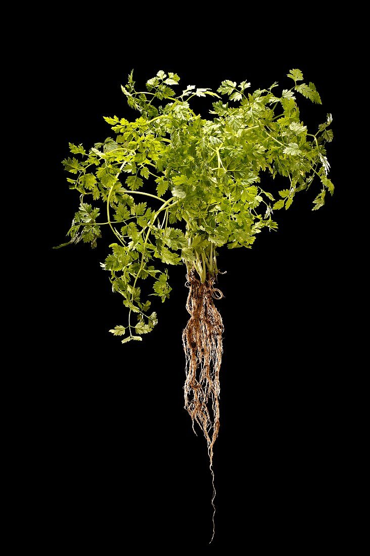 Parsley (Petroselinum crispum)