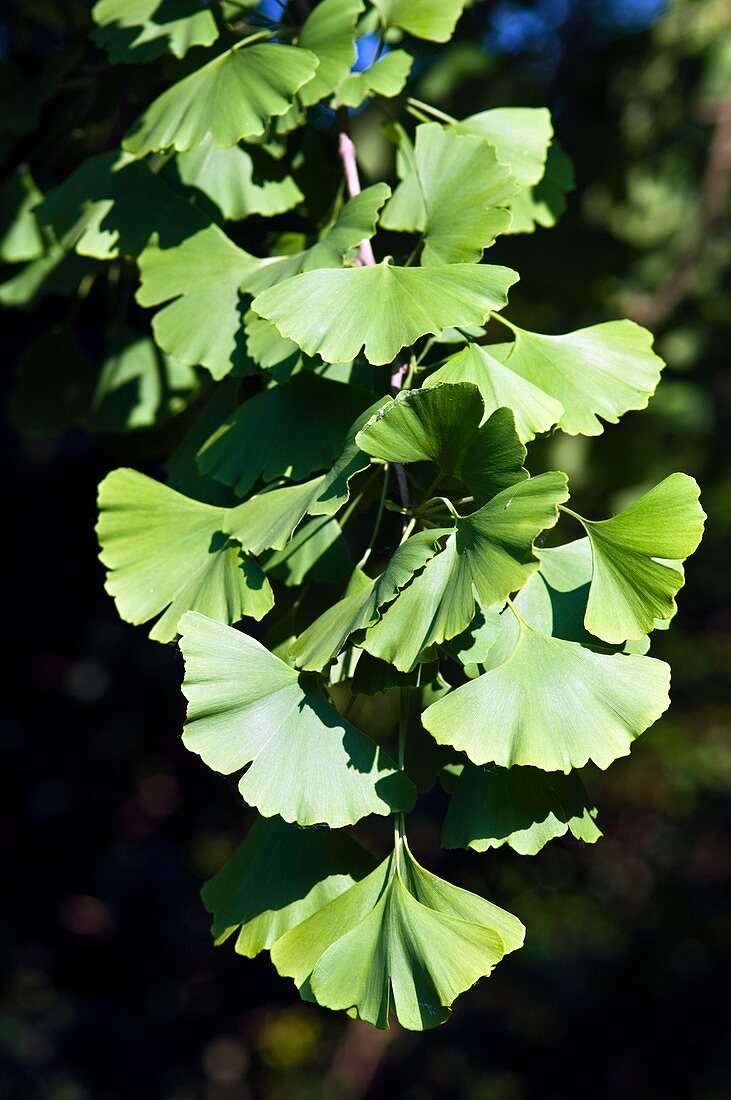 Ginkgo leaves (Ginkgo biloba)