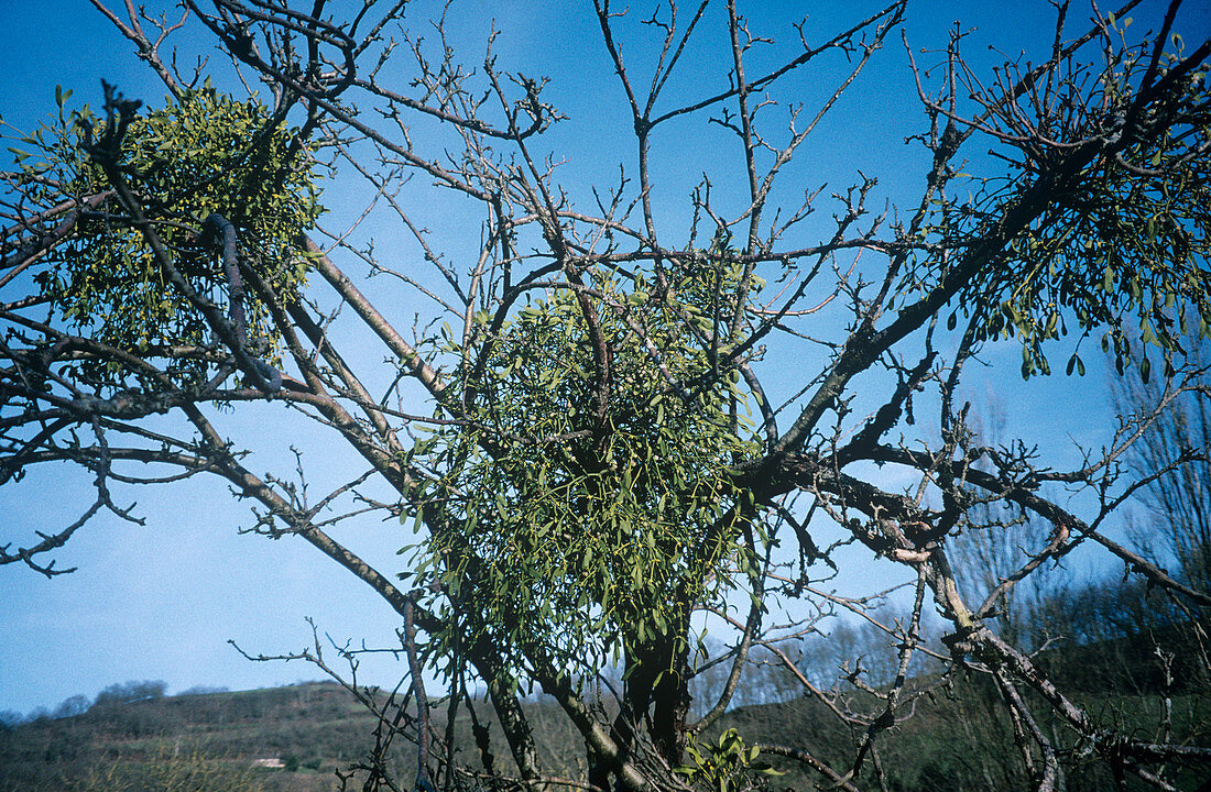 Mistletoe on a tree