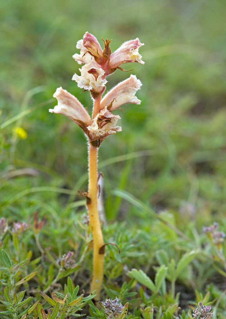 Thyme broomrape (Orobanche alba)