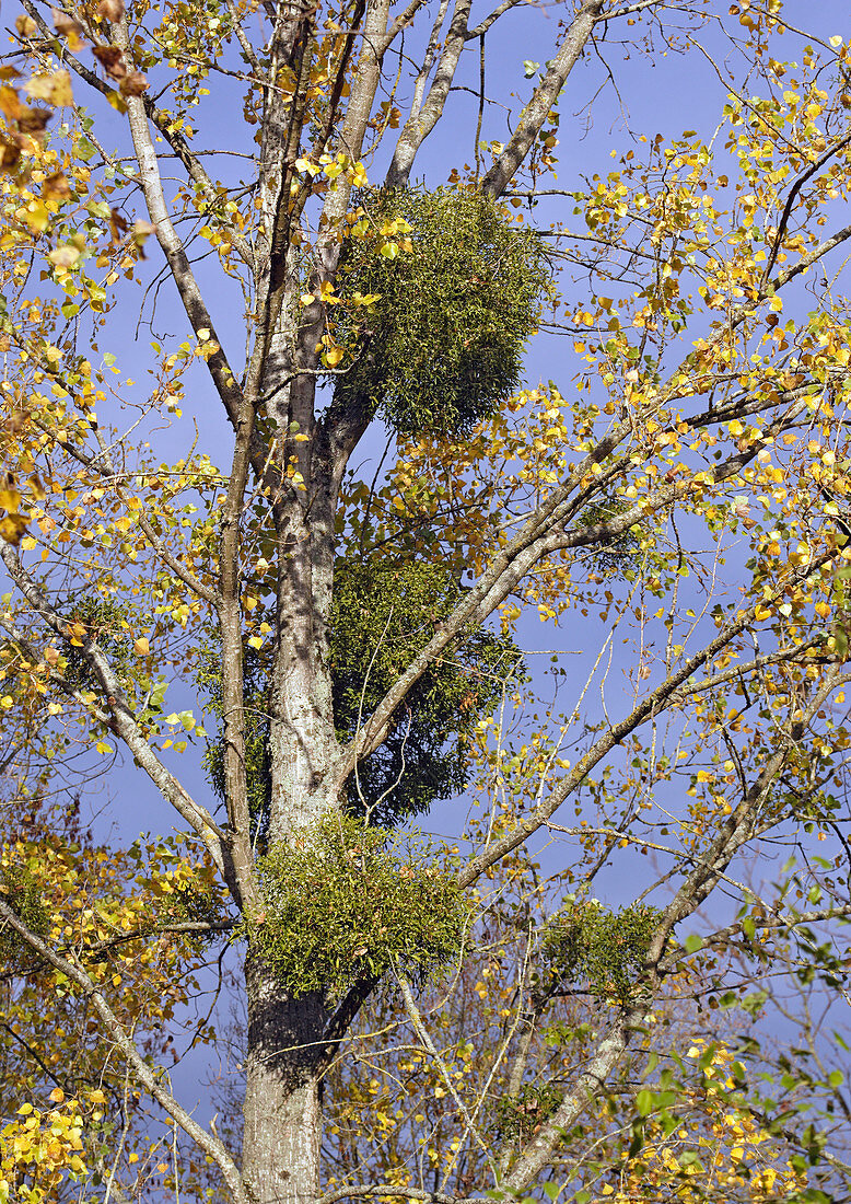 Mistletoe plants in a tree