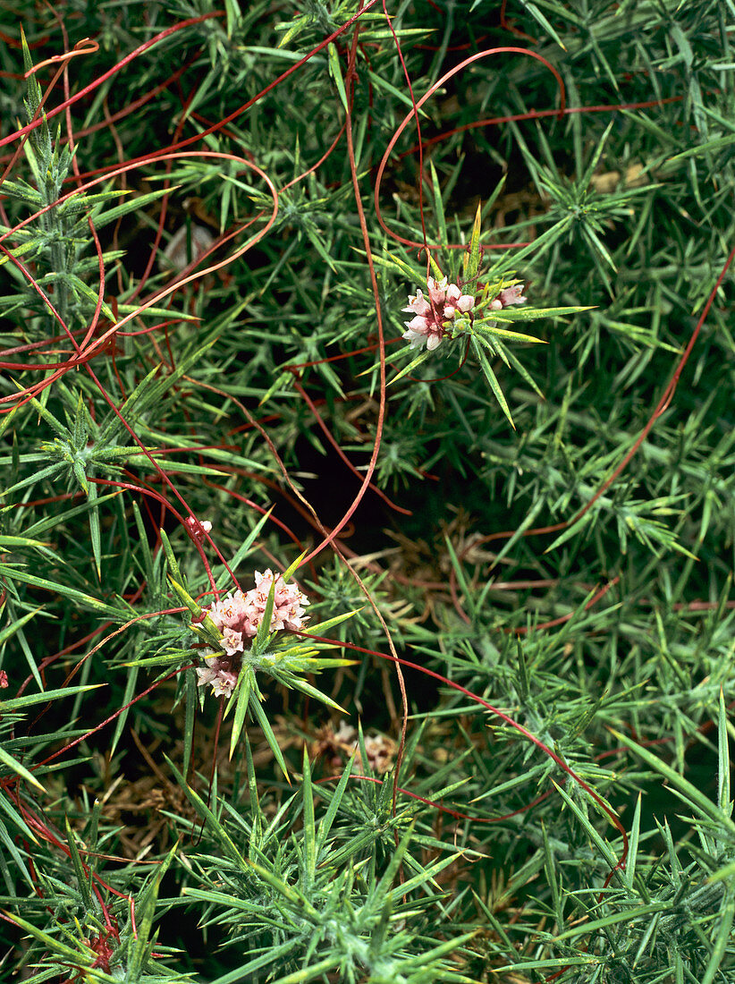 Dodder (Cuscuta epithymum)