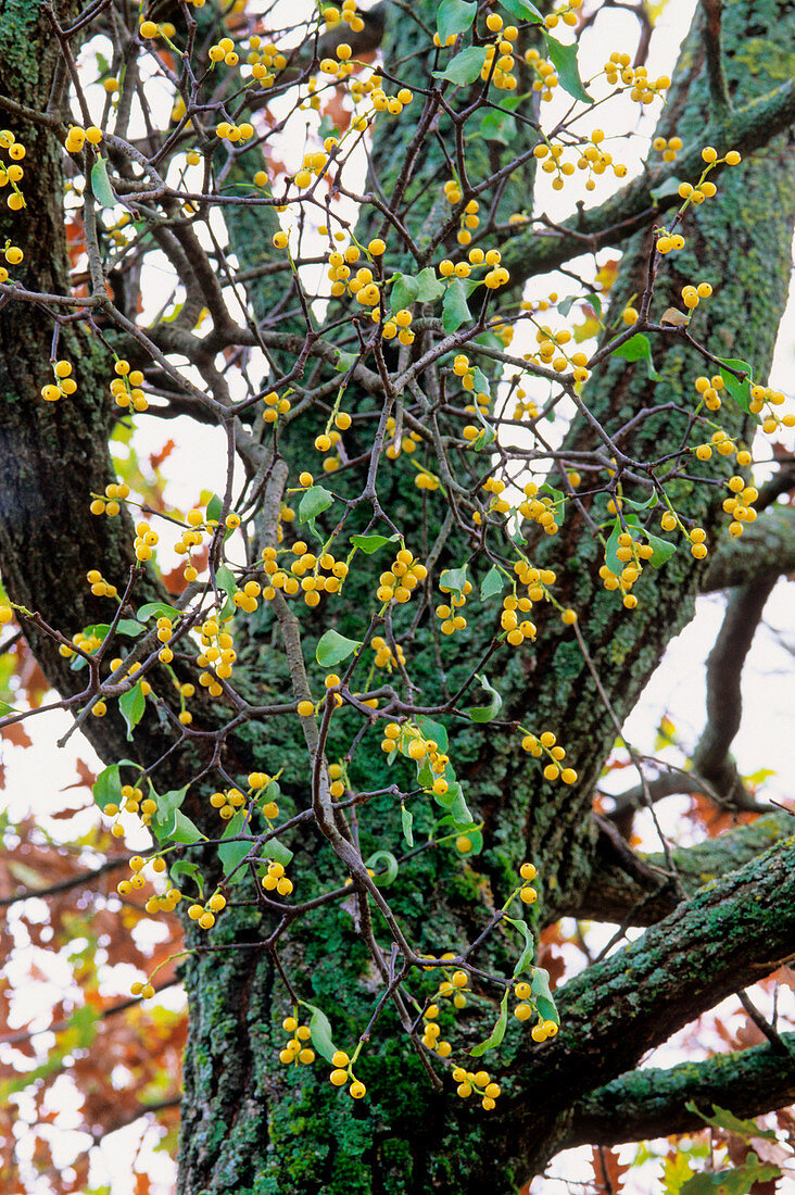 Mistletoe (Loranthus europaeus)