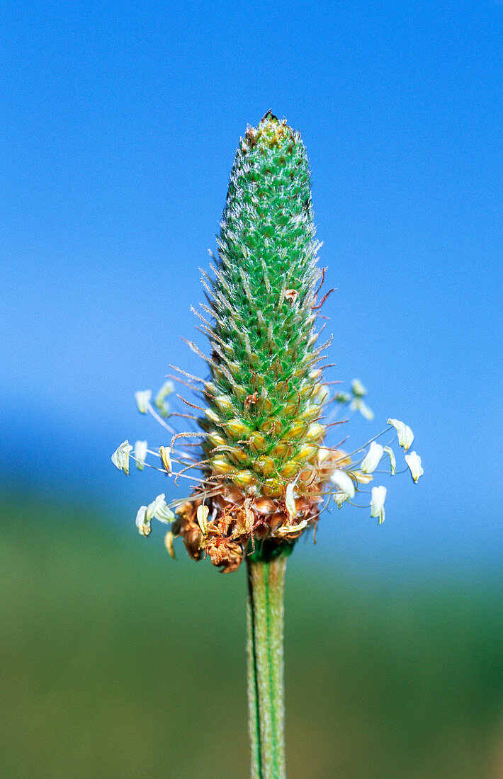 Ribwort plantain (Plantago lanceolata)