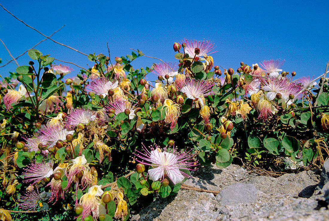 Capper flowers (Capparis spinosa)