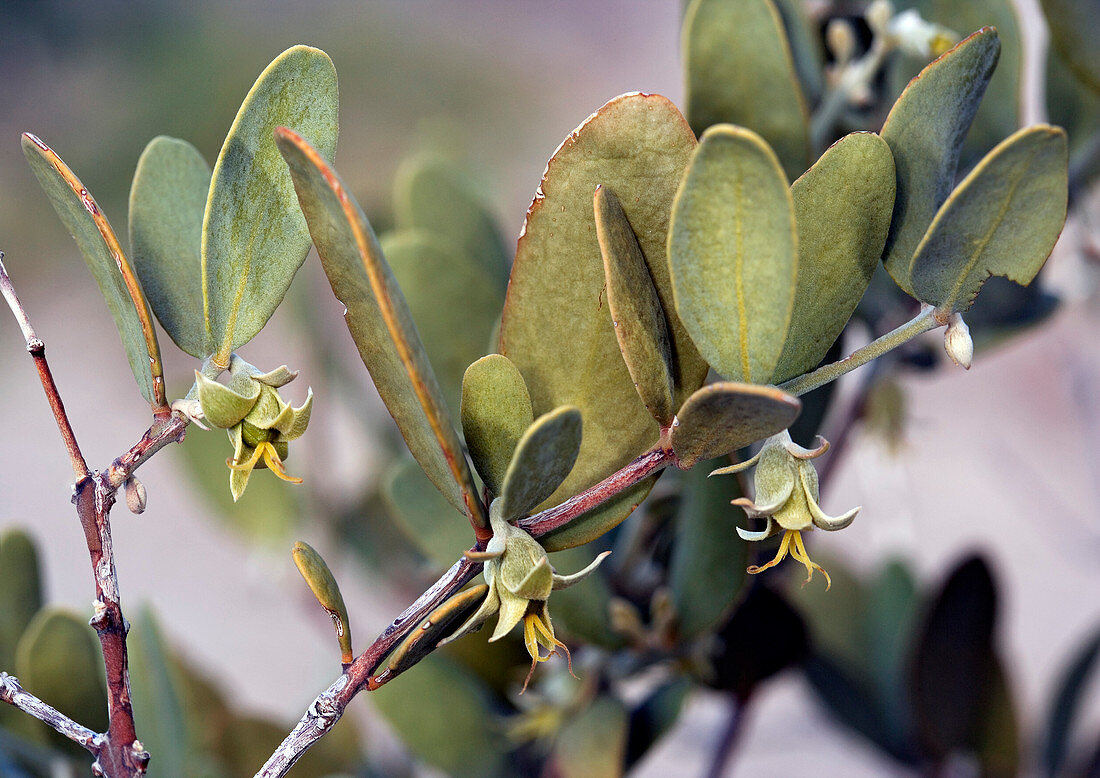 Female jojoba (Simmondsia chinensis)