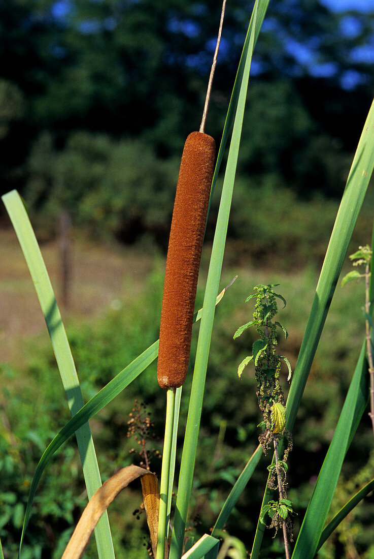 Reedmace (Typha latifolia)