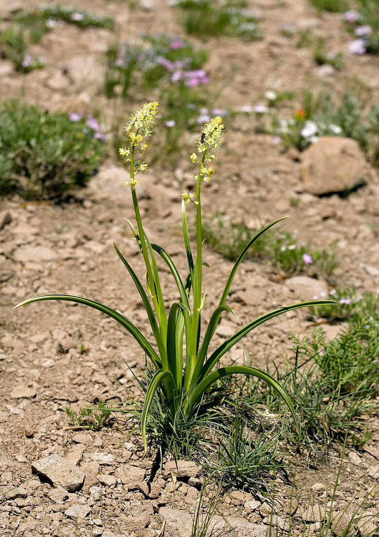 Death camas lily (Zigadenus venenosus)