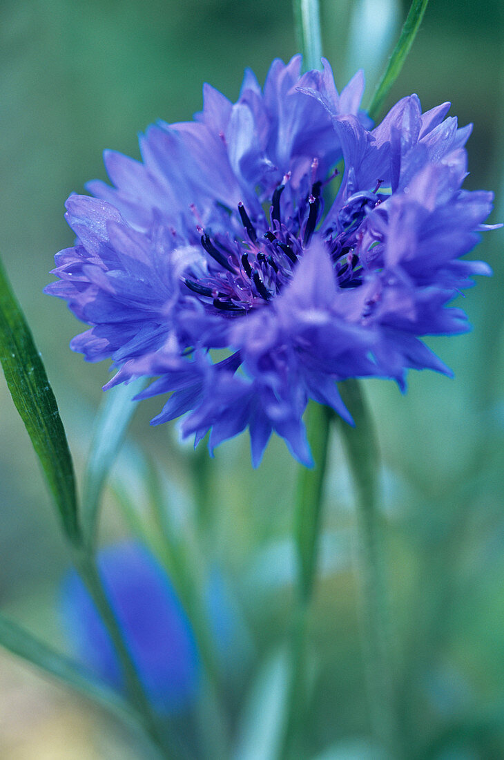 Cornflower (Centaurea 'Blue Ball')