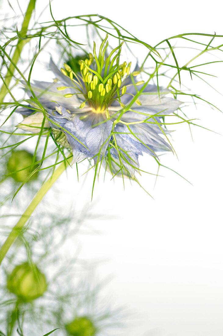 Love in the mist flower (Nigella sp.)
