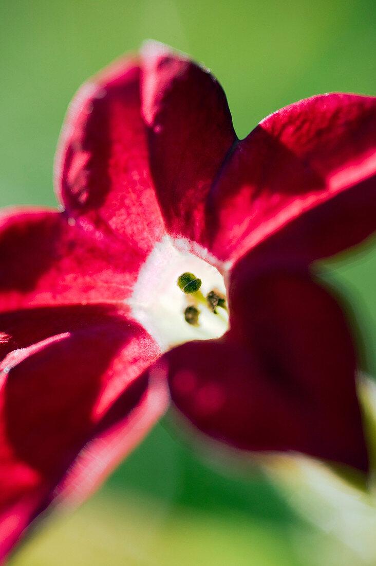 Flowering tobacco (Nicotiana alata)