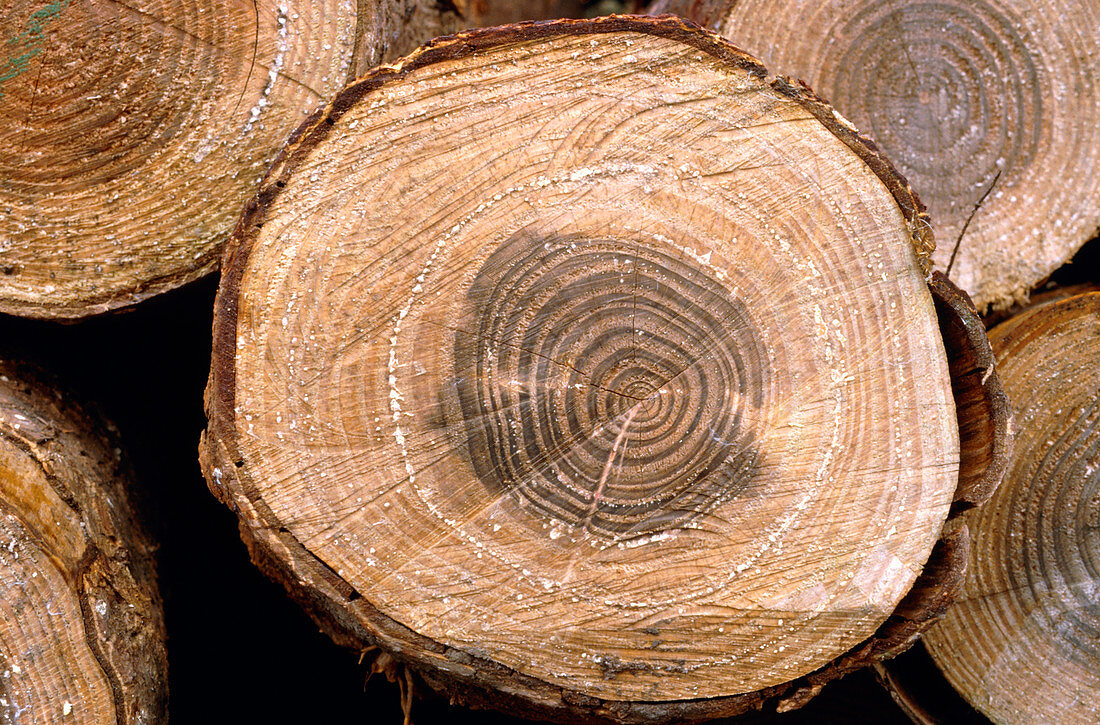 Felled pine trees