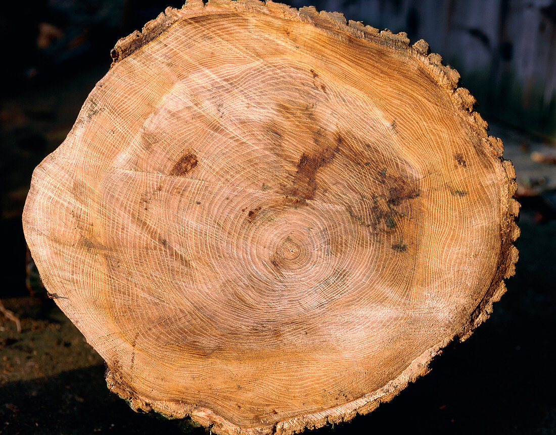 Section through trunk of elm tree