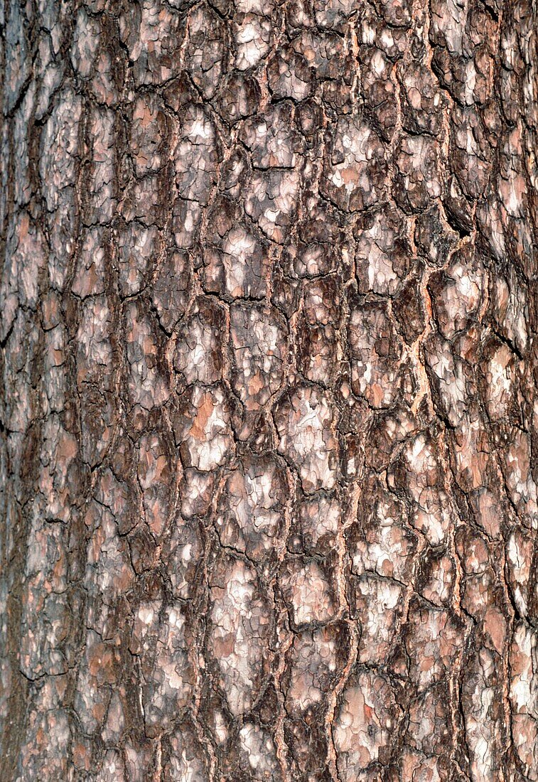 Scots pine bark,Pinus sylvestris