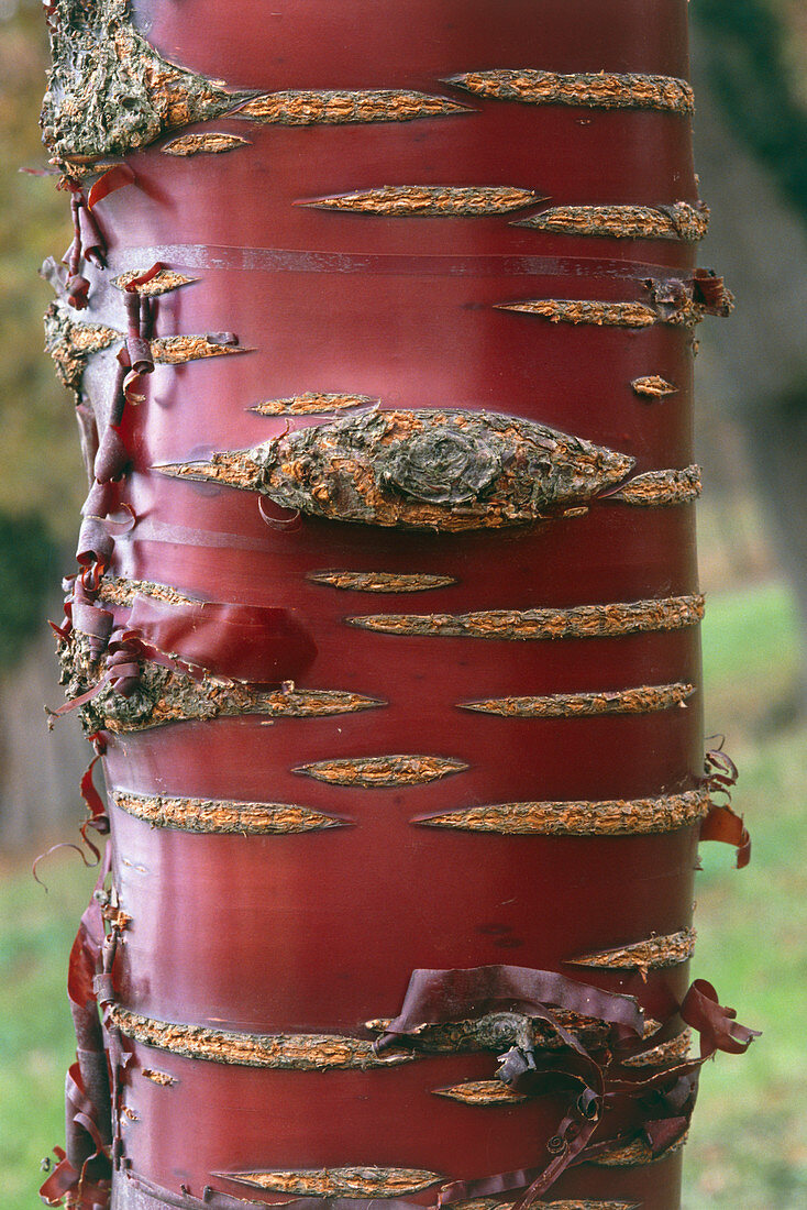 Birch bark cherry,Prunus serrula